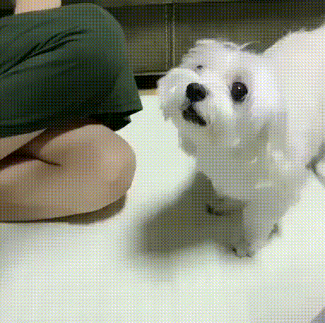 우리는 이제부터 한 가족이다~ 아라찌?.gif | 인스티즈