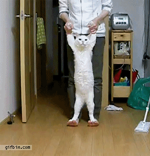 고양이 걸음마.gif | 인스티즈