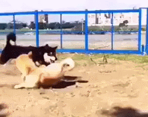 견자단.gif | 인스티즈