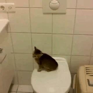 냥이 미친 점프력.gif | 인스티즈