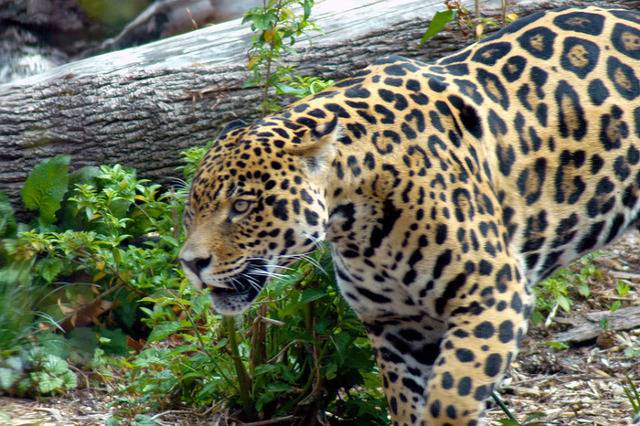 한때 맹수카페 최고의 떡밥이었던 글 | 인스티즈