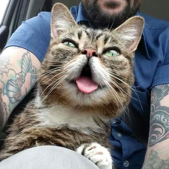 24시간 메롱하는 고양이 릴법!! | 인스티즈