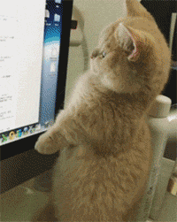 주말이니까 심장한번 부시고 가자 (feat.고양이) | 인스티즈