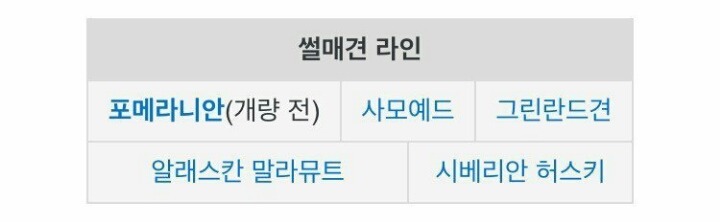 원래는 대형견의 핏줄 | 인스티즈