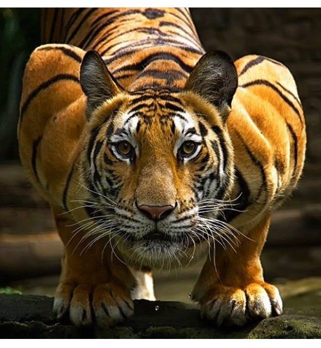 점프 하려는 냥이 | 인스티즈