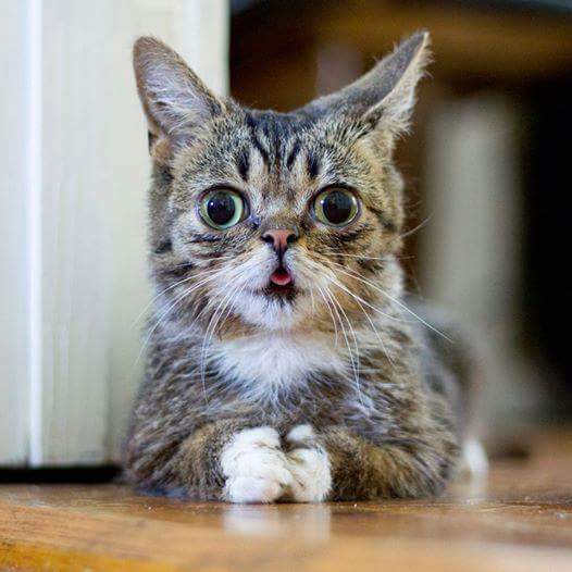 24시간 메롱하는 고양이 릴법!! | 인스티즈