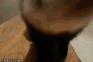 냥이도 안되는걸 니가?.gif | 인스티즈