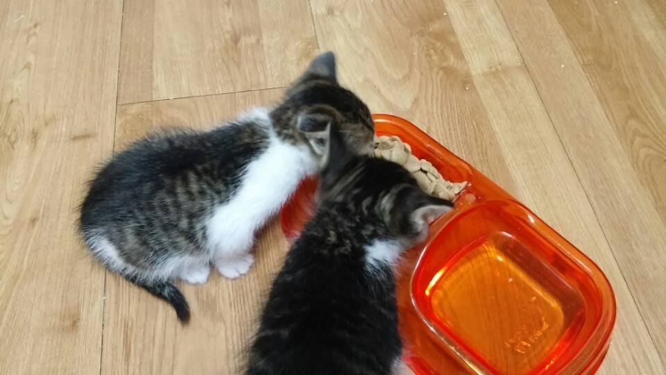 저희집 고양이 | 인스티즈