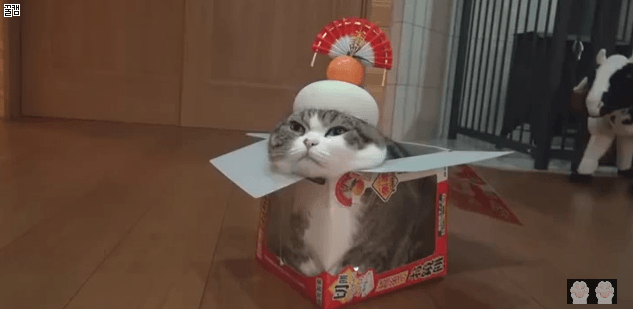 ???: 나는 고양이가 아니다 고양이가 아니다 | 인스티즈