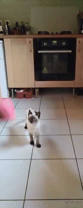 자 이거 받아!.gif | 인스티즈