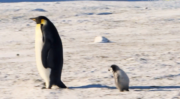 묘이 미나 + 펭귄 | 인스티즈