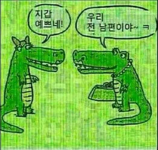 악어들의 수다.jpg | 인스티즈