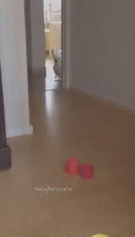 전설의 생물......도도새...... | 인스티즈