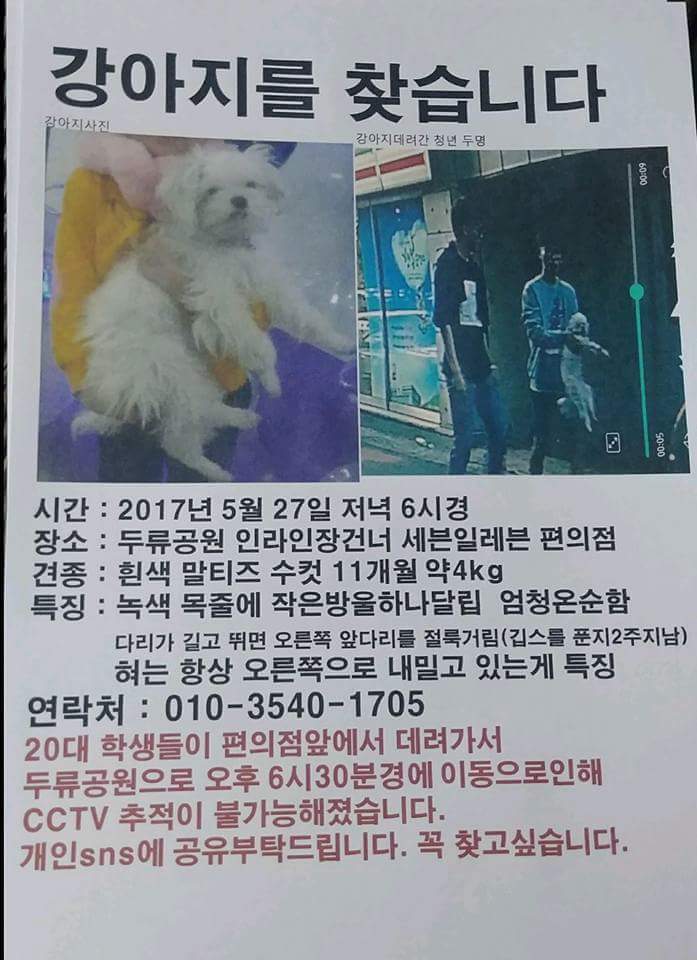 강아지를 찾습니다 | 인스티즈