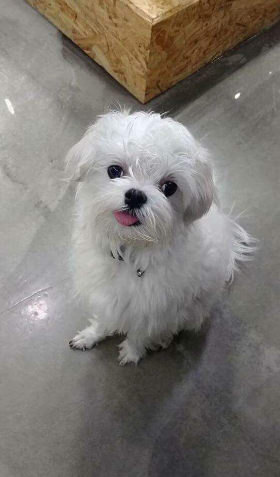 강아지를 찾습니다 | 인스티즈