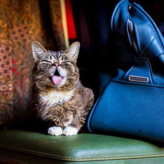 24시간 메롱하는 고양이 릴법!! | 인스티즈