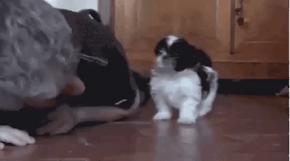 따라하지 말라고오 | 인스티즈