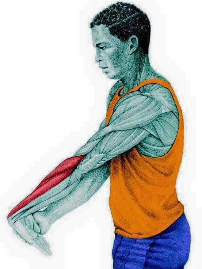 각 스트레칭별 자극이 가는 부위들 | 인스티즈