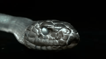 텍사스 인디고 스네이크.gif | 인스티즈