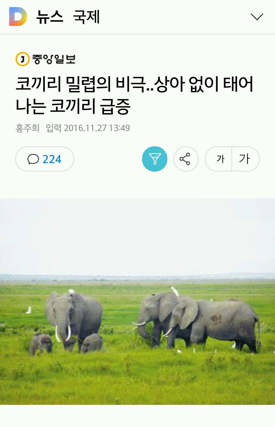 코끼리 밀렵의 비극..상아 없이 태어나는 코끼리 급증 | 인스티즈