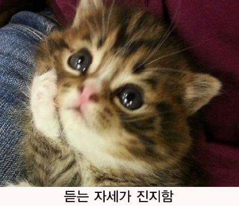 고양이의 경청하는법.jpg | 인스티즈