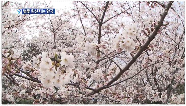 벚꽃의 원산지는 한국 - KBS 뉴스 | 인스티즈