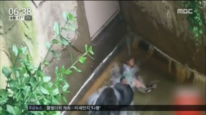 고릴라사살 과잉진압이다vs아니다 | 인스티즈