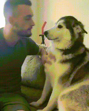 개냥이 | 인스티즈