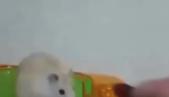 삐진 햄스터 | 인스티즈