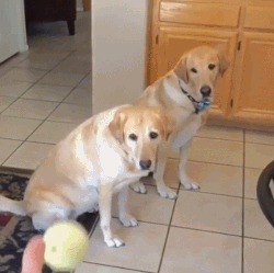 자 이거 받아!.gif | 인스티즈