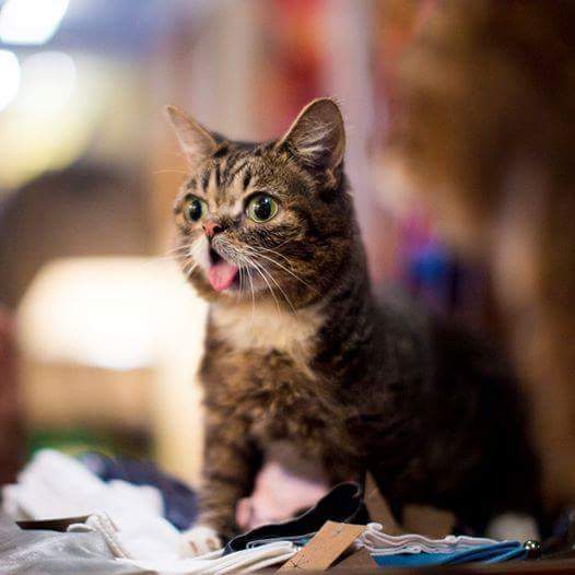 24시간 메롱하는 고양이 릴법!! | 인스티즈