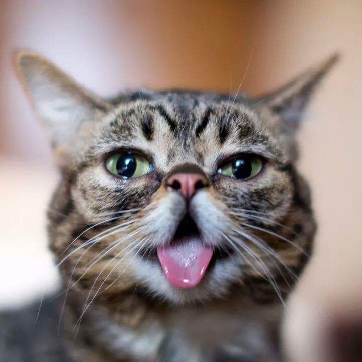 24시간 메롱하는 고양이 릴법!! | 인스티즈