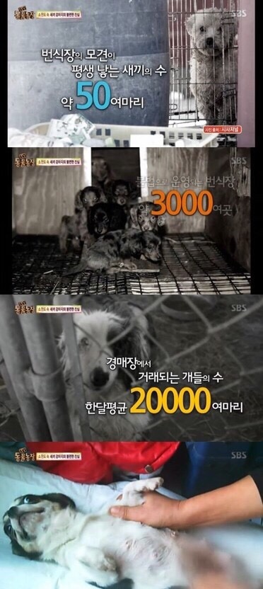 [TV동물농장] 강아지 공장 | 인스티즈