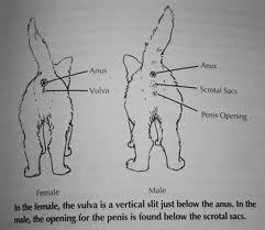 쉽게 이해하는 고양이에 관한 이야기 2 | 인스티즈