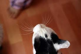 쉽게 이해하는 고양이에 관한 이야기 2 | 인스티즈