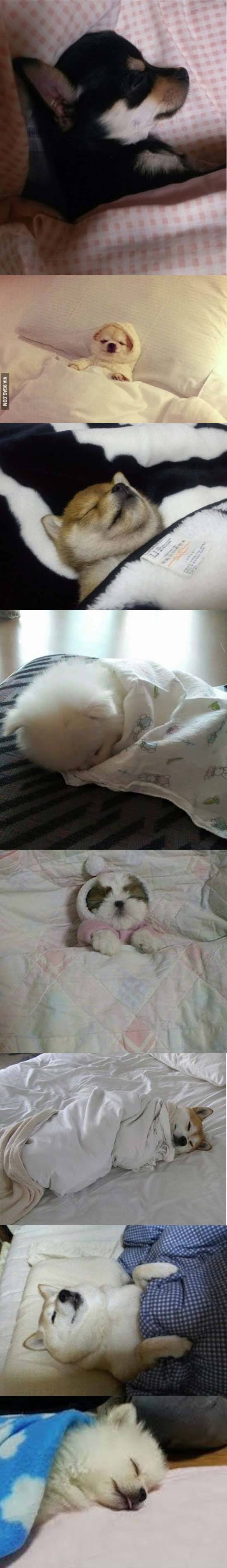 이불 덮고 자는 댕댕이들 | 인스티즈