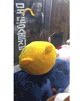 인형뽑기의 달인.gif | 인스티즈