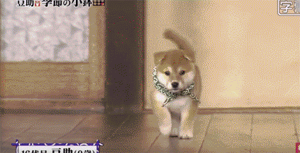 일본 교양 프로그램 마스코트인 애기 시바견ㅠㅠ.gif | 인스티즈