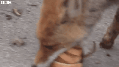 욕심쟁이 여우.gif | 인스티즈