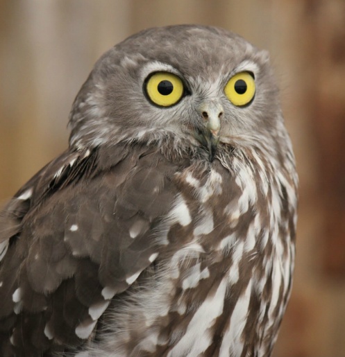 다람쥐 4마리가 자고있군요 | 인스티즈