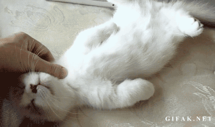 꿀잠자는 고양이.gif | 인스티즈