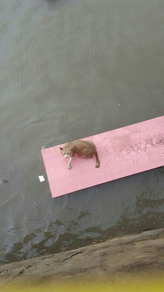 태풍에 죽을뻔한 고양이 구출 | 인스티즈