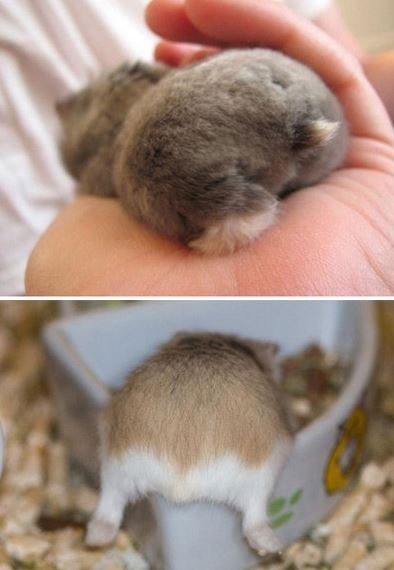 햄스터 궁딩이 | 인스티즈