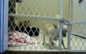 재주는 개가 부리고 | 인스티즈