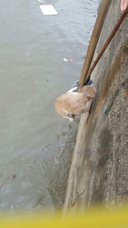 태풍에 죽을뻔한 고양이 구출 | 인스티즈