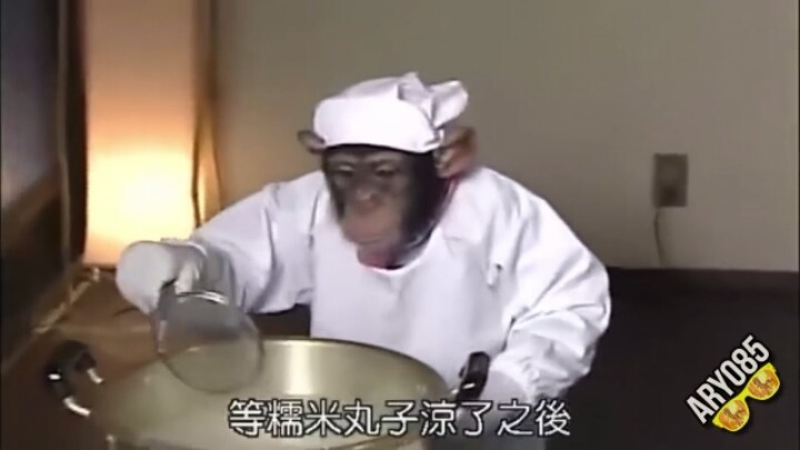 요리하는 침팬치 | 인스티즈