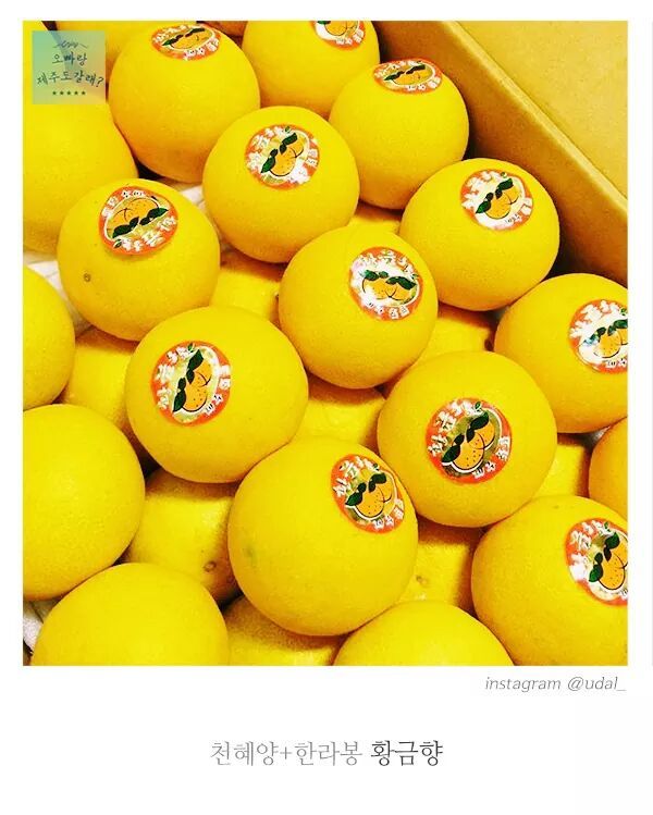 제주도 디저트 | 인스티즈