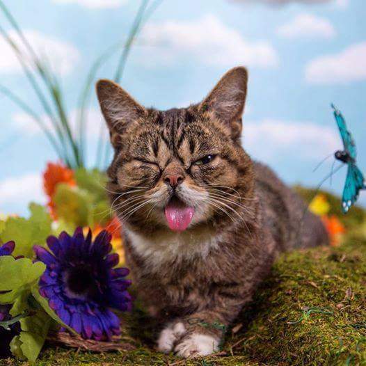 24시간 메롱하는 고양이 릴법!! | 인스티즈