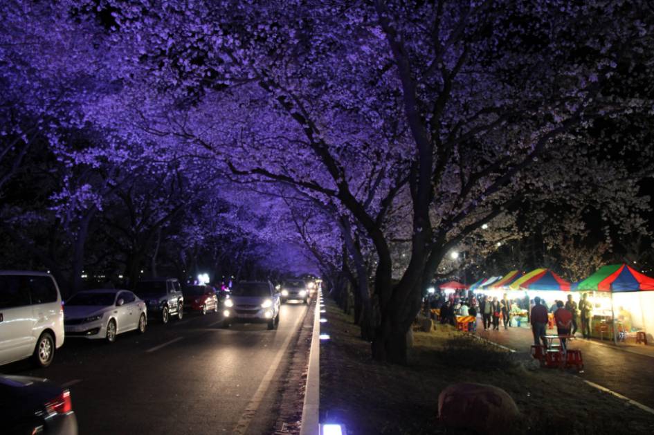 여자친구와 함께 떠나는 국내 최고의 벚꽃드라이브코스 | 인스티즈