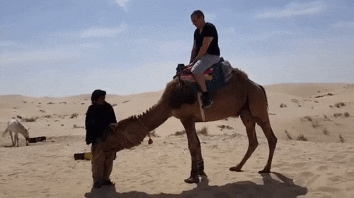 요령없이 타면 위험한 동물.gif | 인스티즈